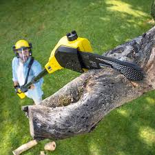 Best Lawn Maintenance Plans  in Jamesburg, NJ